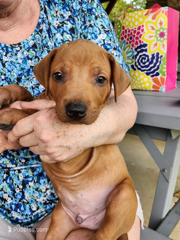 Litter – Rhodesian Ridgeback puppy for sale in Youngwood, PA