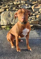 Litter, a  Rhodesian Ridgeback for sale in Youngwood, PA – 9 of 10