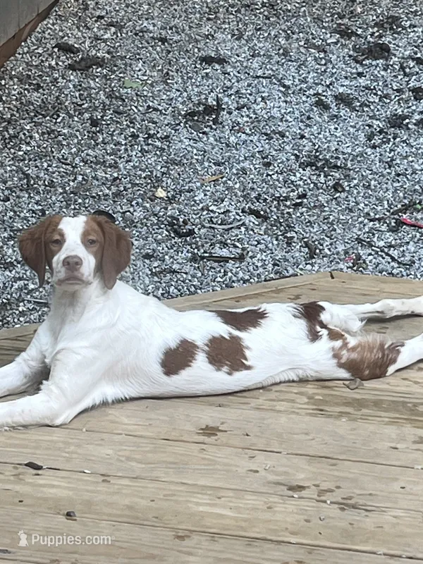 Gretchen – Brittany puppy for sale in Cumming, GA