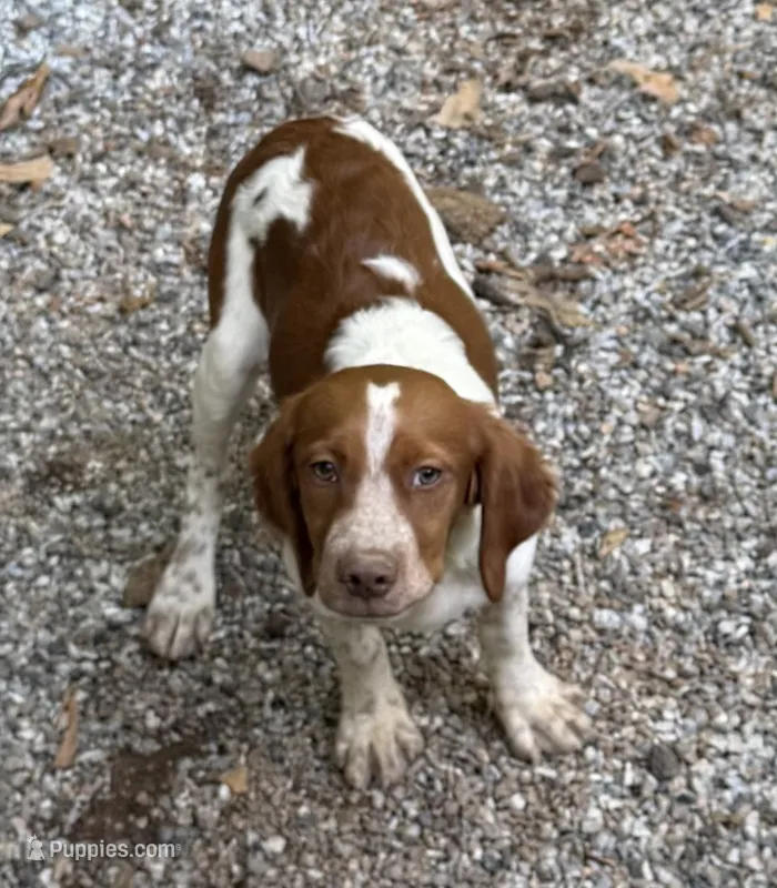 Brownie – Brittany puppy for sale in Cumming, GA