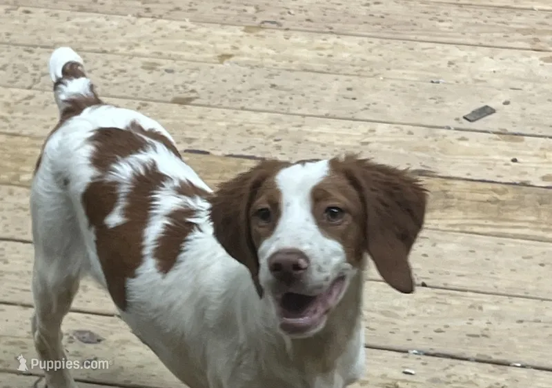 Pratt – Brittany puppy for sale in Cumming, GA