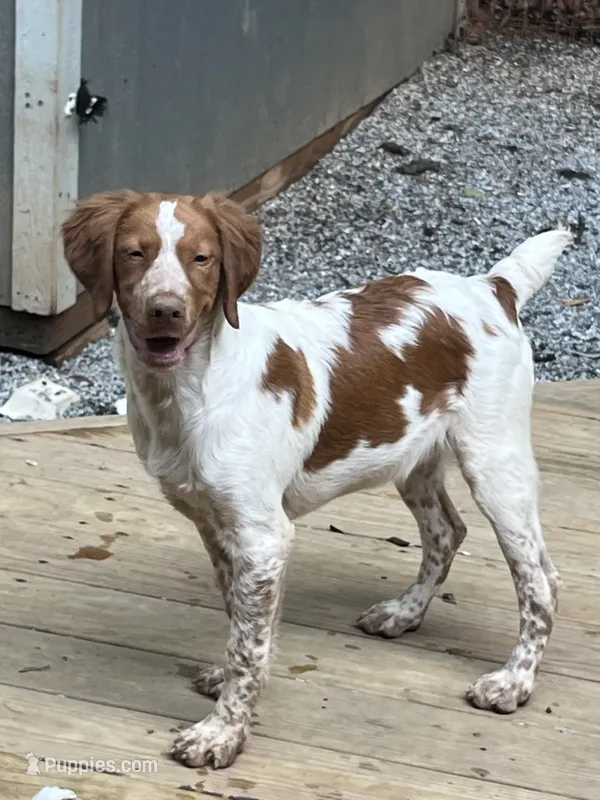 Cowboy – Brittany puppy for sale in Cumming, GA