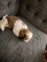Rugga , a female Shih Tzu for sale in Mount Vernon, NY – 6 of 6