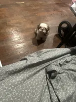 Rugga , a female Shih Tzu for sale in Mount Vernon, NY – 1 of 6