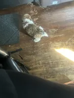 Rugga , a female Shih Tzu for sale in Mount Vernon, NY – 2 of 6