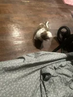 Rugga , a female Shih Tzu for sale in Mount Vernon, NY – 4 of 6