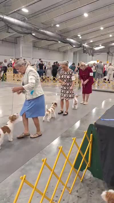 JAZZ: CH PUT SOME STANK ON IT ELEERRE (AKC DNA V10204167), a male Jack Russell Terrier for sale in Southwest Ranches, FL – 4 of 5