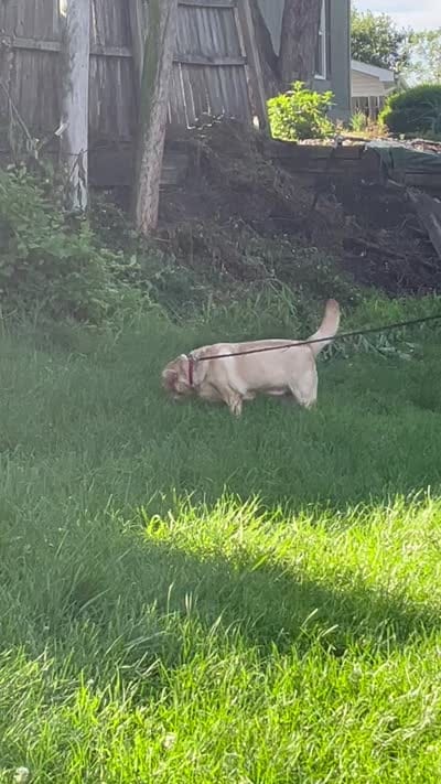 Little Bella - Breeding Female Show, a female Labrador Retriever for sale in Southwest Ranches, FL – 5 of 5