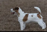 JAZZ: CH PUT SOME STANK ON IT ELEERRE (AKC DNA V10204167), a male Jack Russell Terrier for sale in Southwest Ranches, FL – 1 of 5
