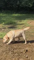 Little Bella - Breeding Female Show, a female Labrador Retriever for sale in Southwest Ranches, FL – 3 of 5