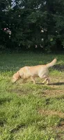 Little Bella - Breeding Female Show, a female Labrador Retriever for sale in Southwest Ranches, FL – 2 of 5