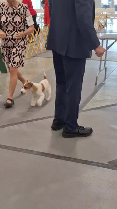 JAZZ: CH PUT SOME STANK ON IT ELEERRE (AKC DNA V10204167), a male Jack Russell Terrier for sale in Southwest Ranches, FL – 3 of 5