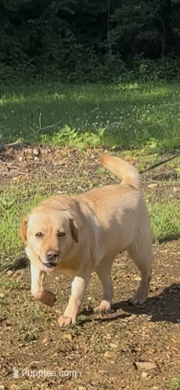 Little Bella - Breeding Female Show – Labrador Retriever puppy for sale in Southwest Ranches, FL