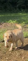 Little Bella - Breeding Female Show, a female Labrador Retriever for sale in Southwest Ranches, FL – 1 of 5