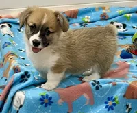 Charlie, a male Pembroke Welsh Corgi for sale in Lacey, WA – 5 of 5