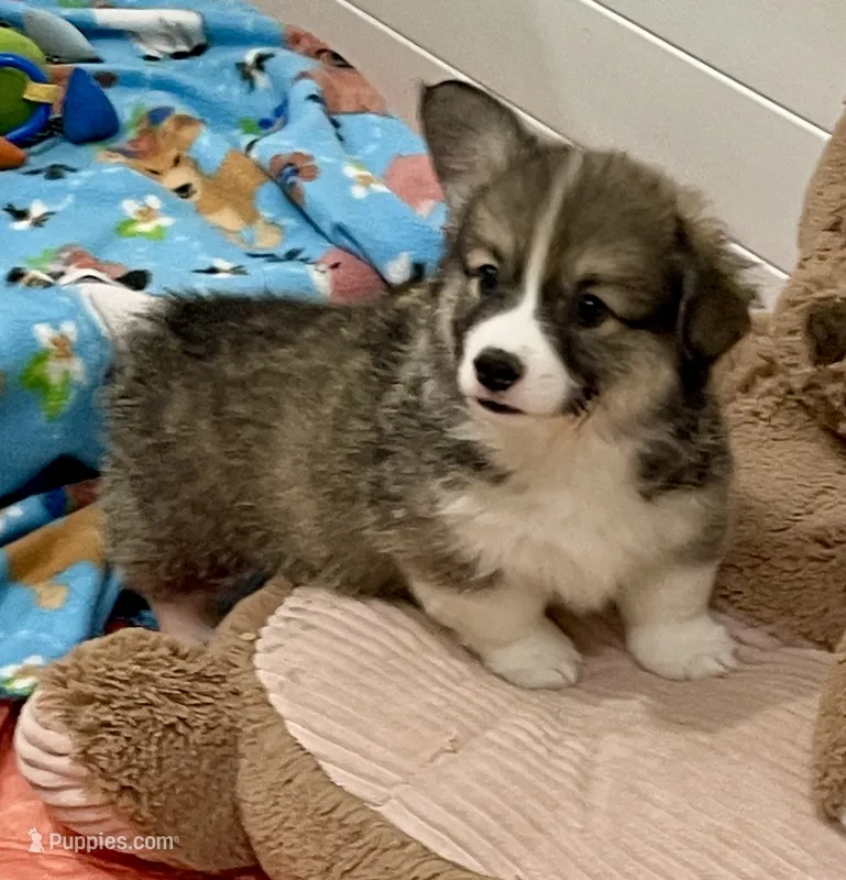 Odie – Pembroke Welsh Corgi puppy for sale in Lacey, WA