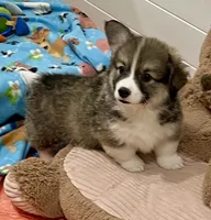 Odie, a male Pembroke Welsh Corgi for sale in Lacey, WA – 1 of 3
