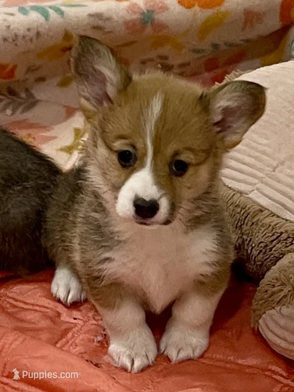 Stella – Pembroke Welsh Corgi puppy for sale in Lacey, WA