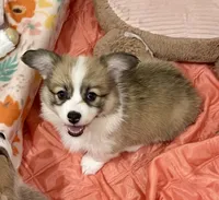 Zoey- FLUFFY, a female Pembroke Welsh Corgi for sale in Lacey, WA – 3 of 6