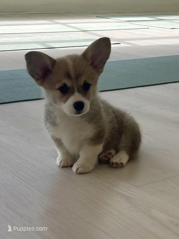 Avery – Pembroke Welsh Corgi puppy for sale in Lacey, WA