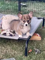 Luna, a female Pembroke Welsh Corgi for sale in Lacey, WA – 6 of 10