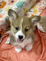 Stella, a female Pembroke Welsh Corgi for sale in Lacey, WA – 2 of 4