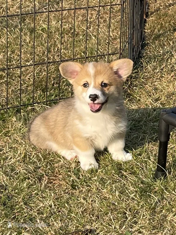 Ellie – Pembroke Welsh Corgi puppy for sale in Lacey, WA