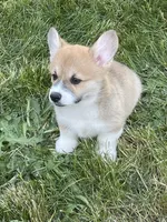 Lola, a female Pembroke Welsh Corgi for sale in Lacey, WA – 7 of 10