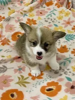 Ellie, a female Pembroke Welsh Corgi for sale in Lacey, WA – 5 of 5