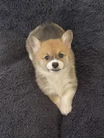 Lola, a female Pembroke Welsh Corgi for sale in Lacey, WA – 9 of 10