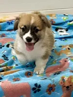 Charlie, a male Pembroke Welsh Corgi for sale in Lacey, WA – 4 of 5