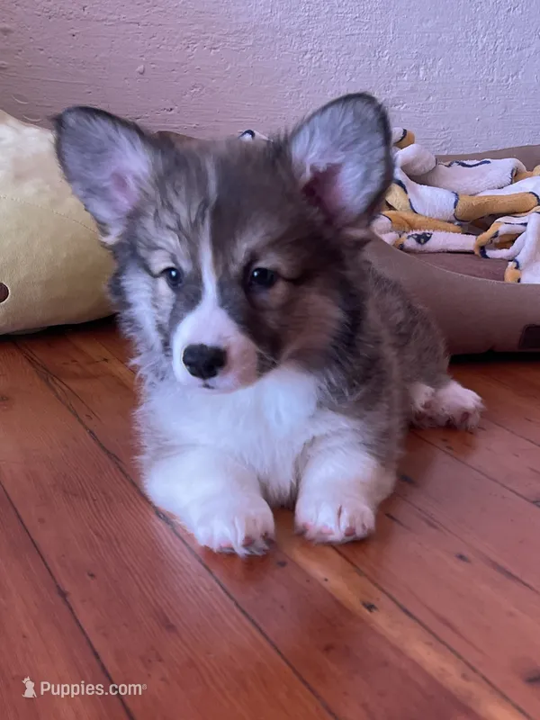 Odie- FLUFFY – Pembroke Welsh Corgi puppy for sale in Lacey, WA