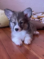 Odie- FLUFFY, a male Pembroke Welsh Corgi for sale in Lacey, WA – 1 of 9