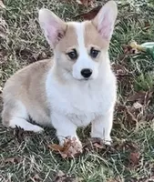 Cupcake, a female Pembroke Welsh Corgi for sale in Lacey, WA – 7 of 7