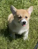 Lola, a female Pembroke Welsh Corgi for sale in Lacey, WA – 4 of 10