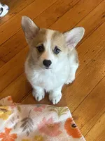 Cupcake, a female Pembroke Welsh Corgi for sale in Lacey, WA – 4 of 7