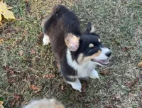 Bernard- FLUFFY, a male Pembroke Welsh Corgi for sale in Lacey, WA – 3 of 10