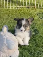 Cosmo~FLUFFY, a male Pembroke Welsh Corgi for sale in Lacey, WA – 5 of 7