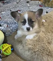 Pickles, a female Pembroke Welsh Corgi for sale in Lacey, WA – 2 of 4