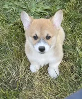 Lola, a female Pembroke Welsh Corgi for sale in Lacey, WA – 6 of 10