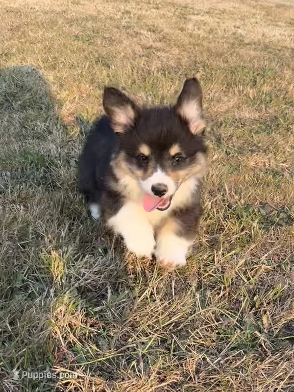 Bernard- FLUFFY – Pembroke Welsh Corgi puppy for sale in Lacey, WA