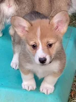 WEEKEND SPECIAL!! Stella, a female Pembroke Welsh Corgi for sale in Lacey, WA – 5 of 10