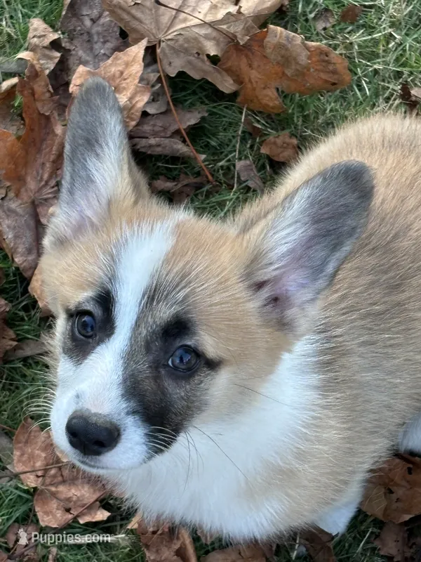 Pickles – Pembroke Welsh Corgi puppy for sale in Lacey, WA