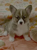 Nova, a female Pembroke Welsh Corgi for sale in Lacey, WA – 1 of 4