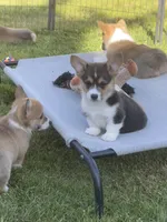 Oliver, a male Pembroke Welsh Corgi for sale in Lacey, WA – 4 of 5