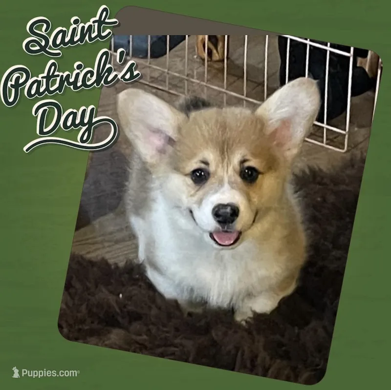 Rolo – Pembroke Welsh Corgi puppy for sale in Lacey, WA