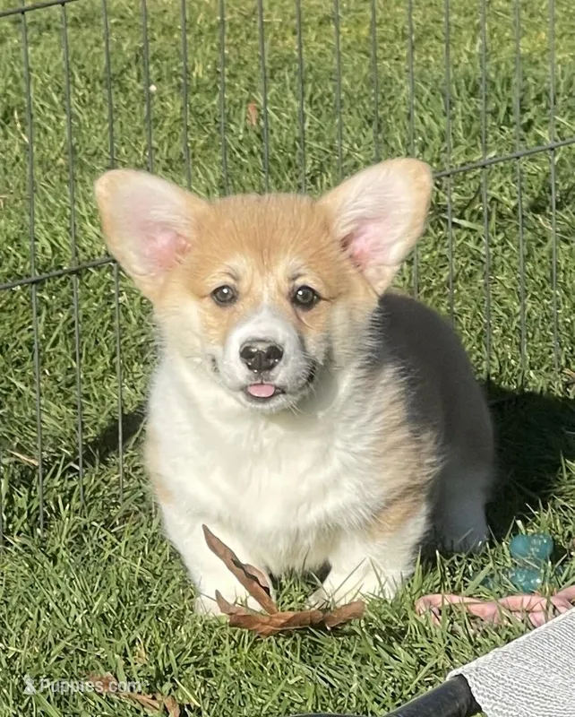 Rolo – Pembroke Welsh Corgi puppy for sale in Lacey, WA