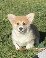 Rolo, a male Pembroke Welsh Corgi for sale in Lacey, WA – Photo 1 of 10