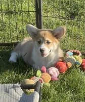 Rolo, a male Pembroke Welsh Corgi for sale in Lacey, WA – Photo 2 of 10