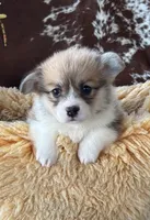 Rolo, a male Pembroke Welsh Corgi for sale in Lacey, WA – Photo 1 of 8